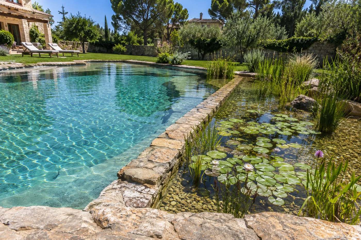 Piscina natural con zona de regeneración de plantas acuáticas separada del vaso de baño